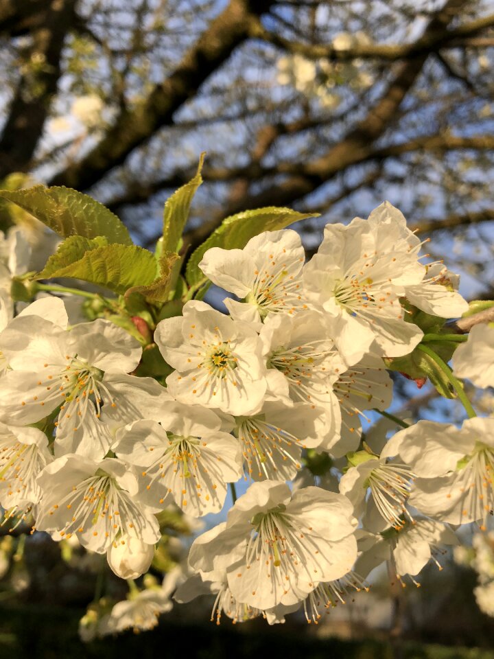 Spring blossom bloom