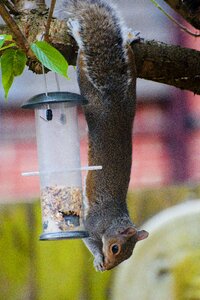 Wildlife garden