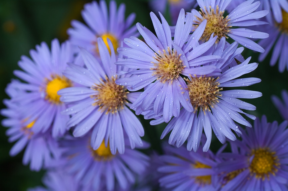 Droplets nature blossom