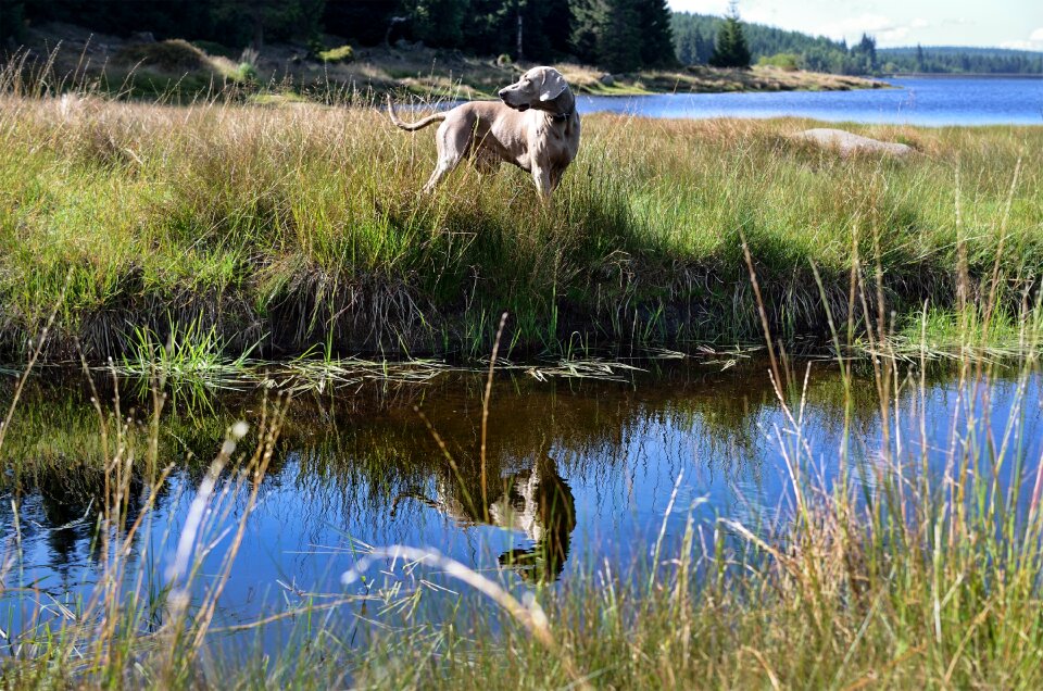 Dog by the water weimaraner summer