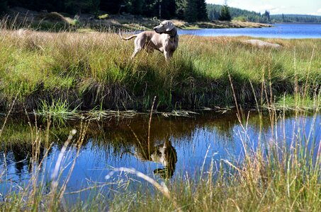 Dog by the water weimaraner summer photo
