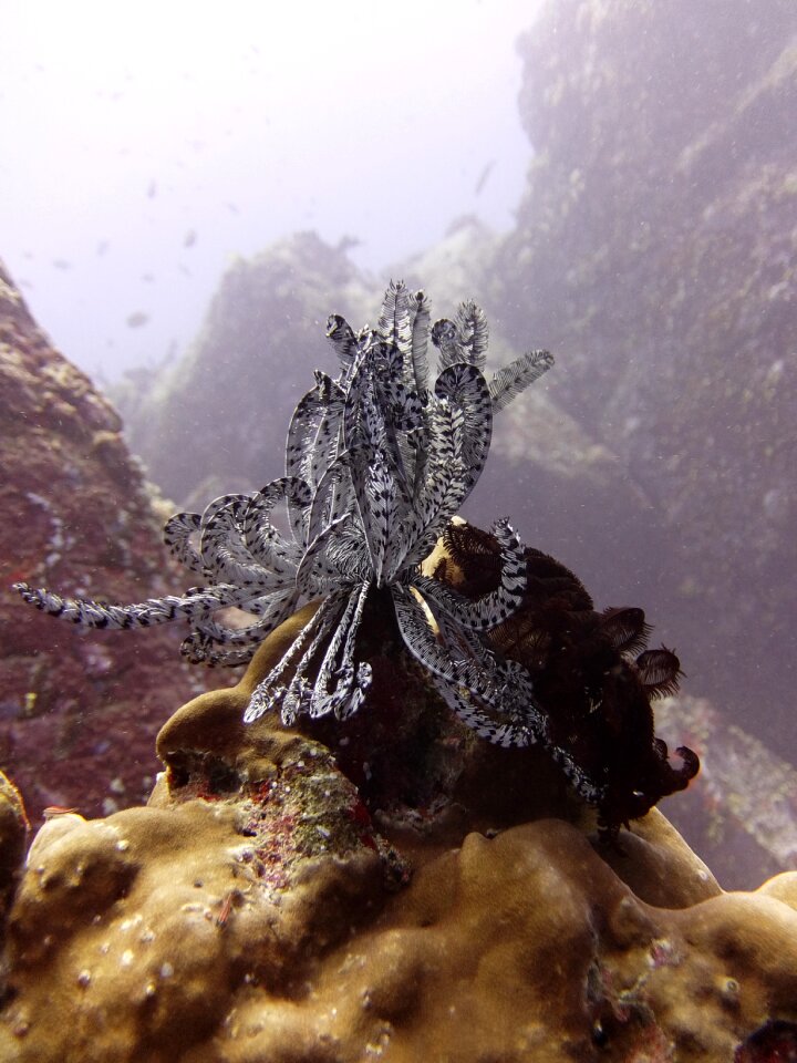 Coral red sea egypt