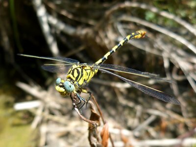 Onychogomphus forcipatus tallanassos petit eyes compounds