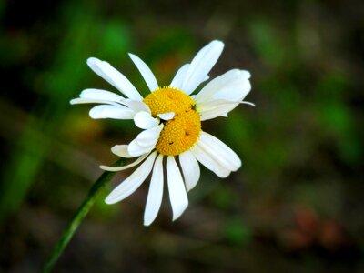 Summer nature petals