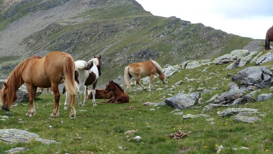 Horse mare pasture