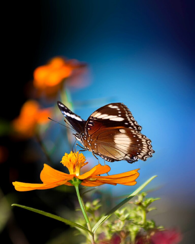 Flower nature