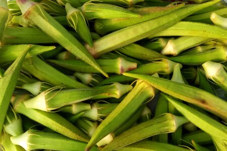 Okra food garden