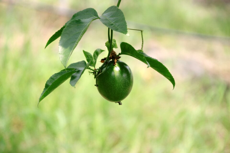 Passion fruit passionflower passion fruit tree