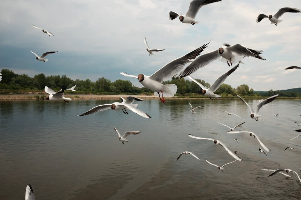 River landscape nature