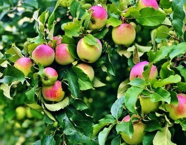 Tree fruit leaves