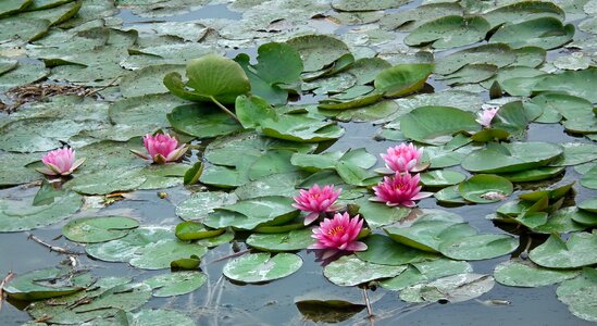 Pink summer flowers