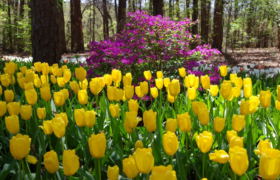 Gardens hot springs arkansas