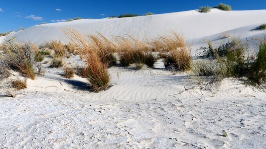 Dunes plants dry