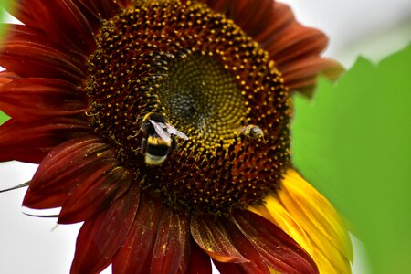 Pollination pollen insect