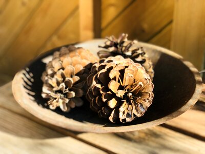 Decorative autumn decoration shell photo