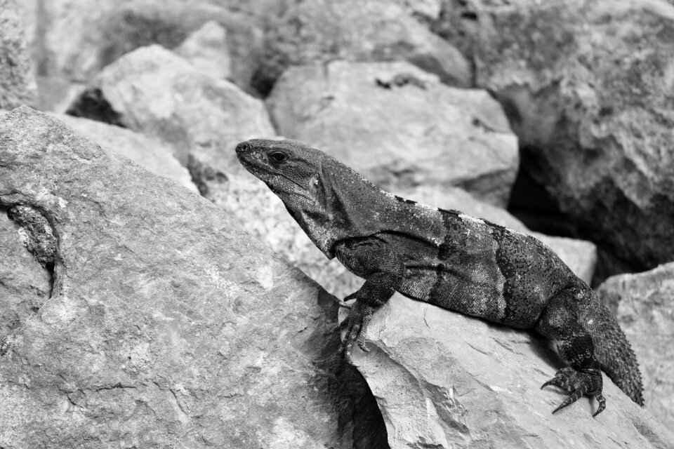 Rock reptile nature