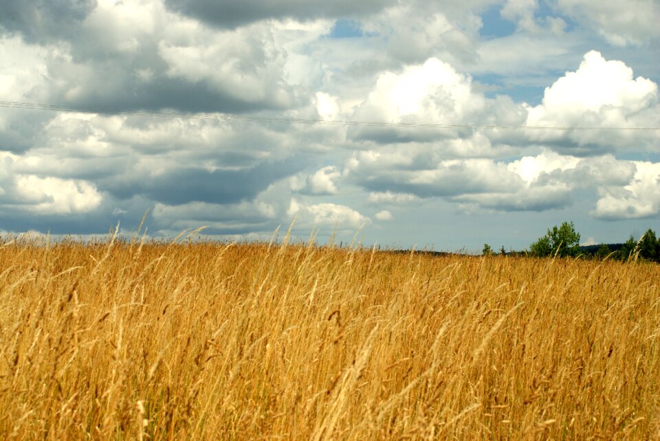 Poland field grass