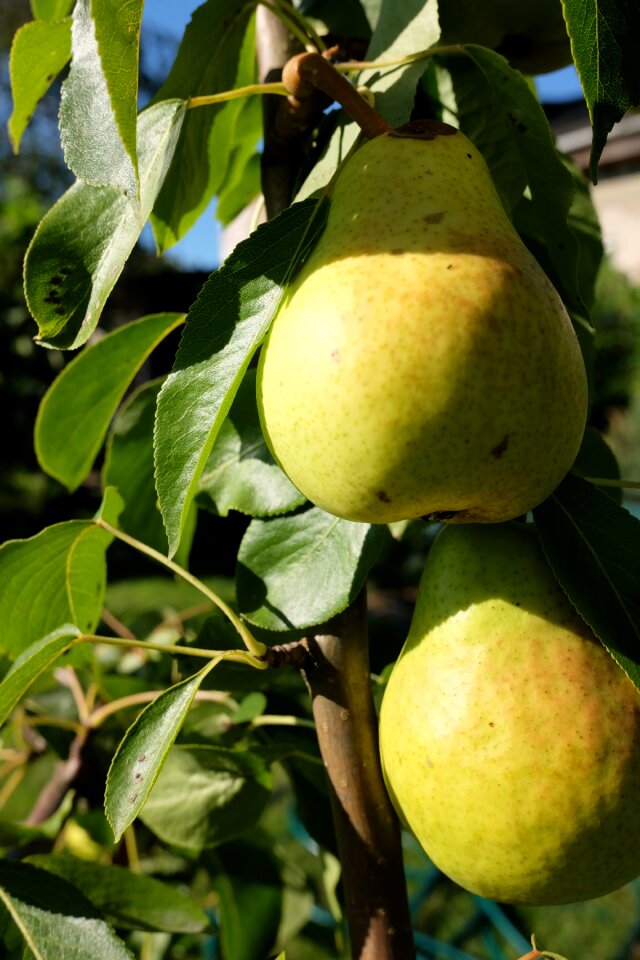 Fruit mature pears