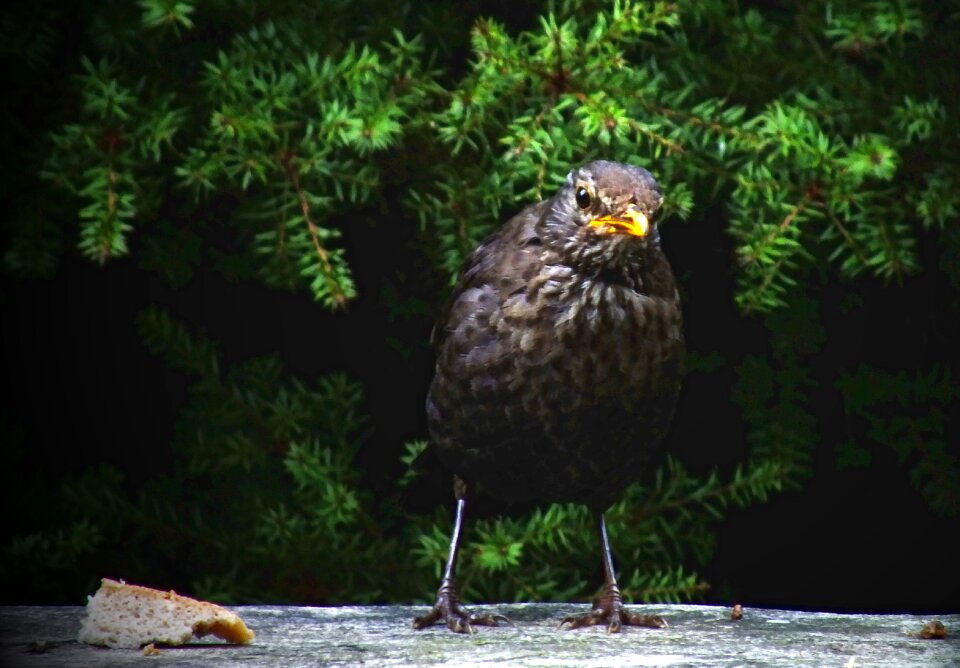 Bird nature outdoors