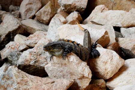 Uxmal iguana