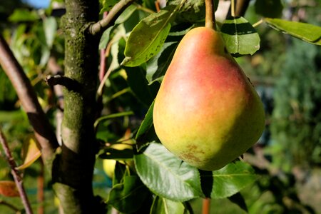 Fruit mature pears