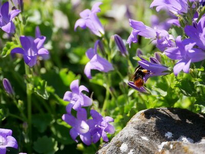 Bloom purple nature