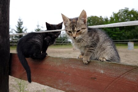 Kitten nice kitty photo