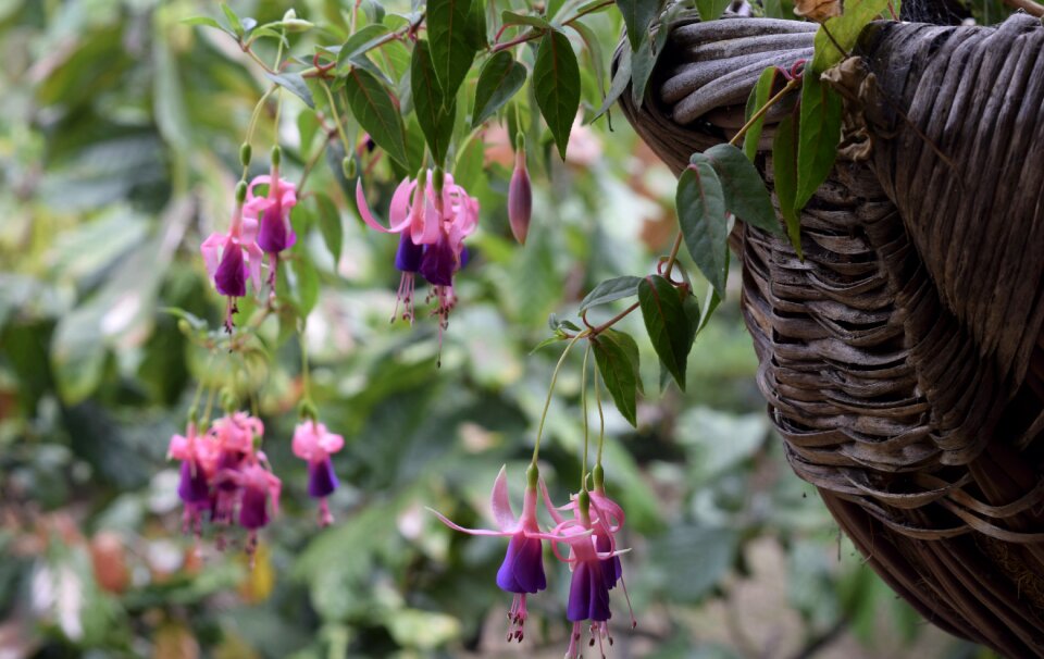Colombia flowers flower