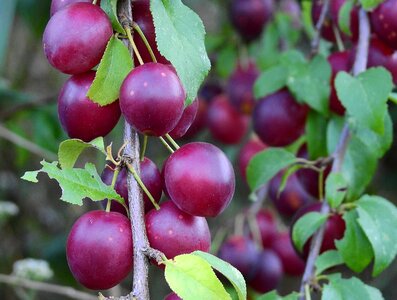Plum fruit vitamins