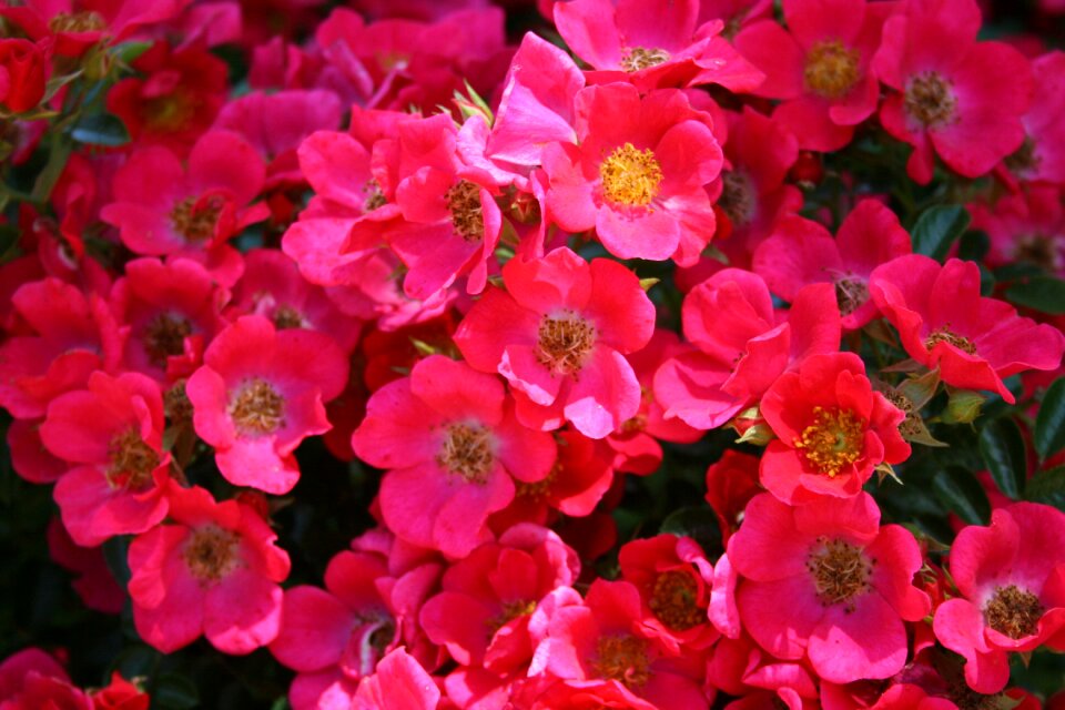 Spring bloom