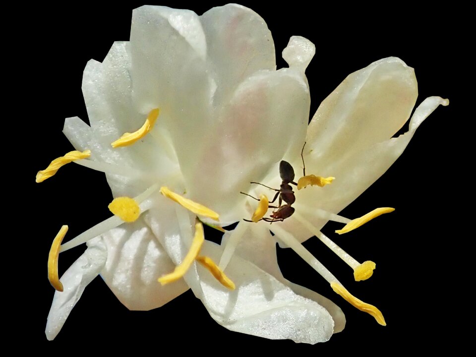 Woodbine plant flower