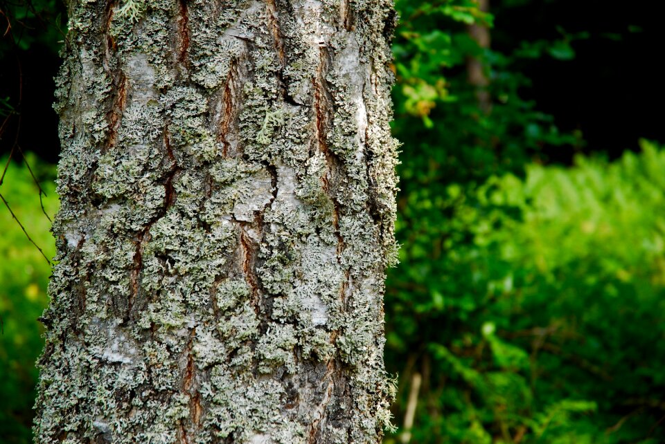 Nature moss