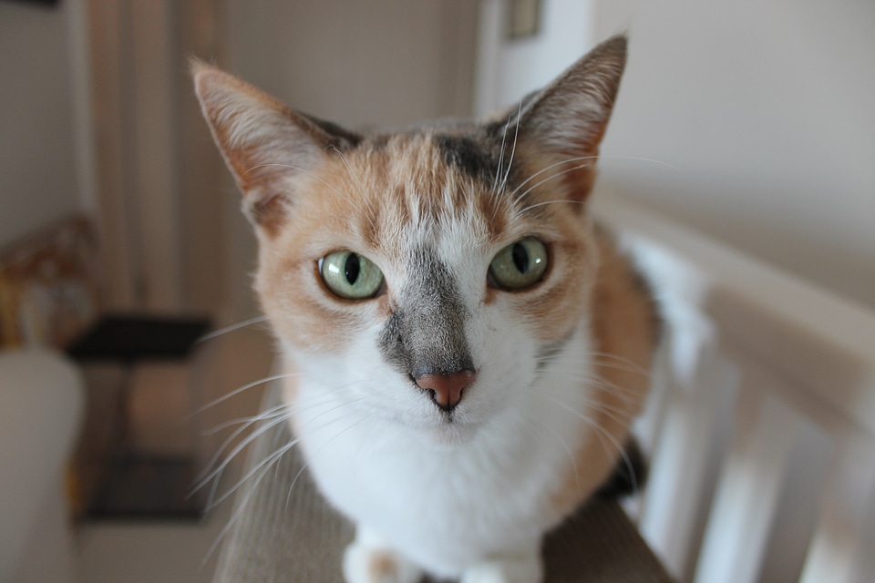 Head perched whiskers