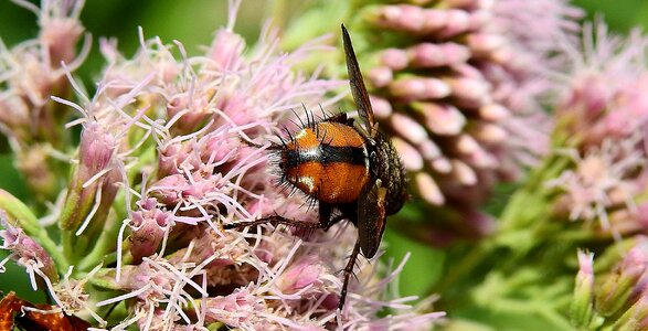 Macro pollination flower