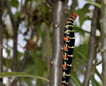 Colombia insect worm