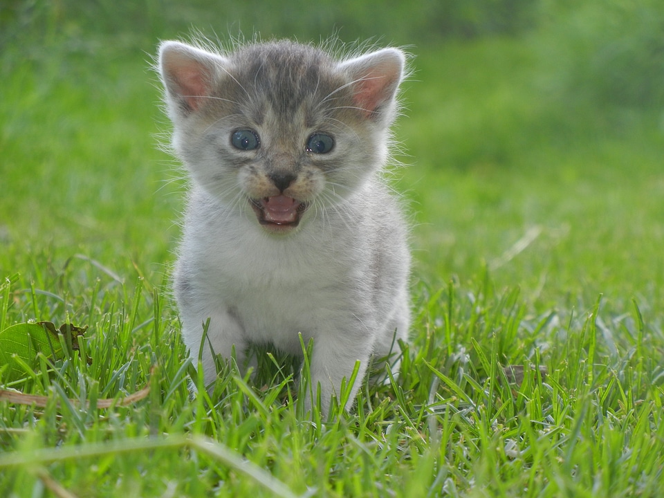 Animal small kitty