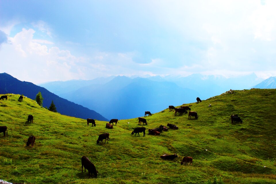 Landscape alpine meadow