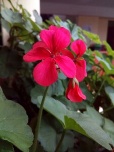 Flowers geranium leaves