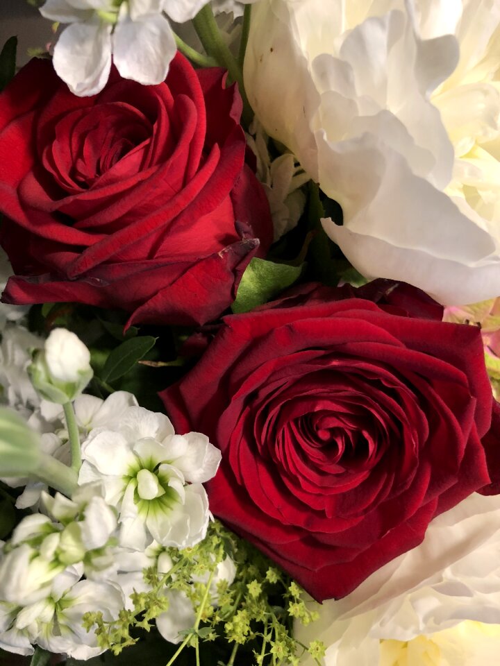 Bloom red beautiful