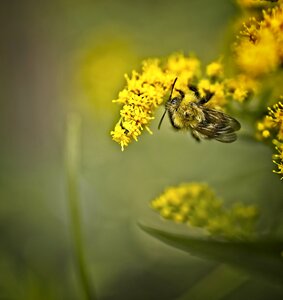 Goldenrod pollination yellow