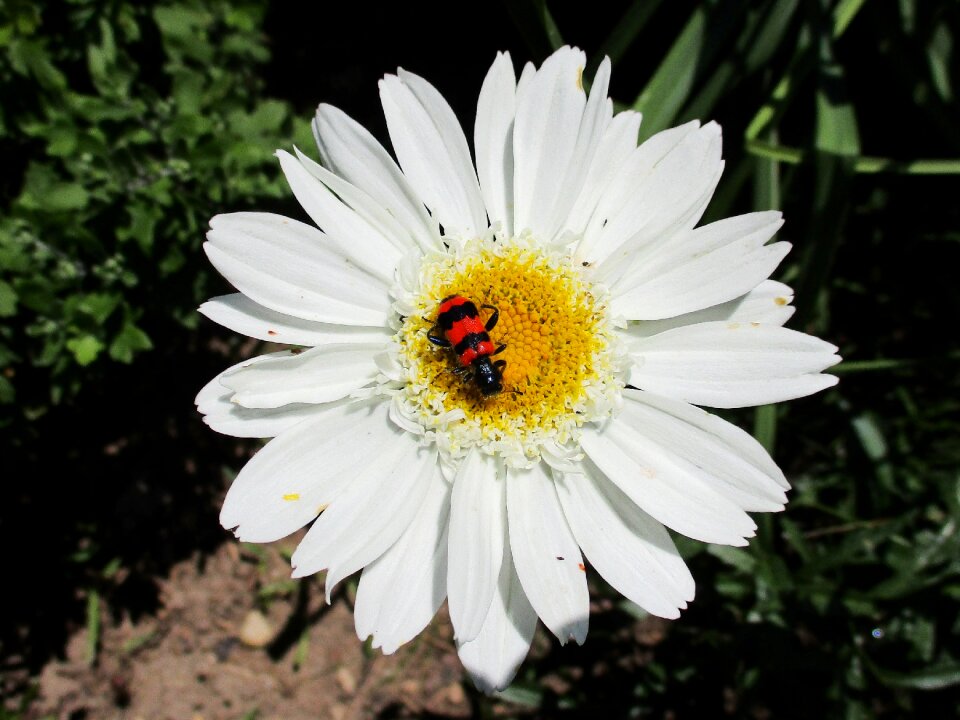 Nature blooms at macro
