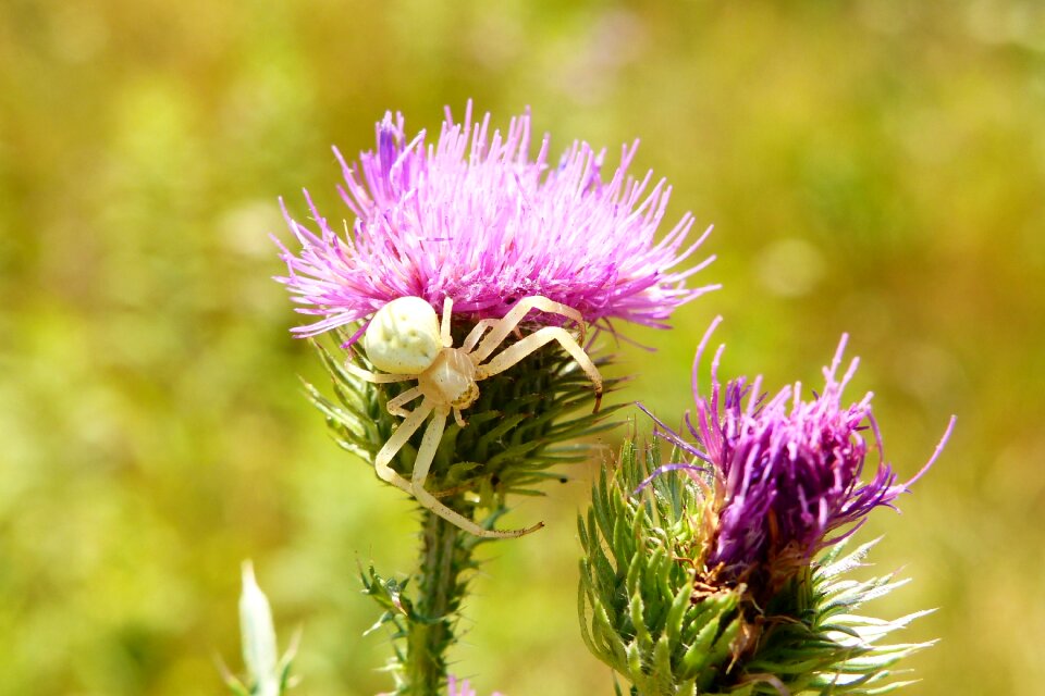 Insect animals nature