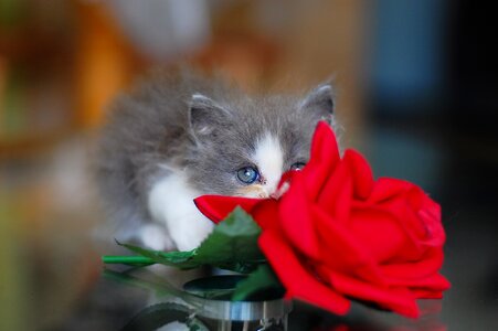 Cute charming rose