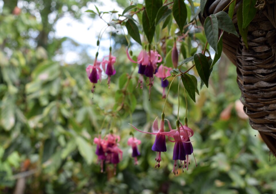 Colombia flower nature