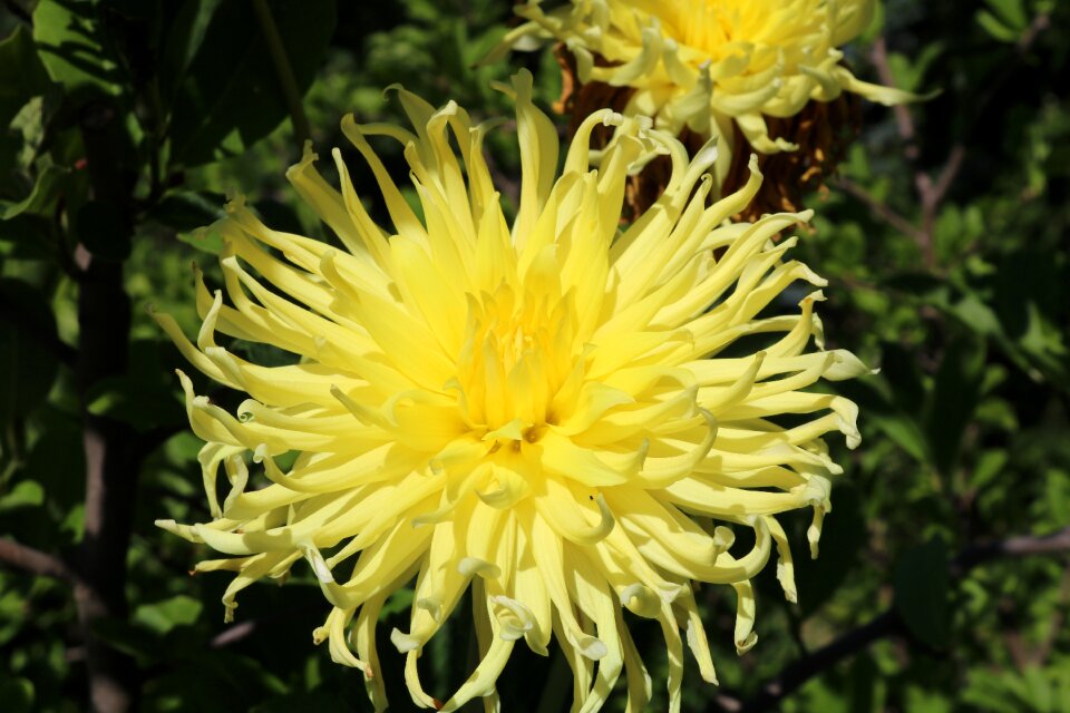 Flower ornamental plants garden plant