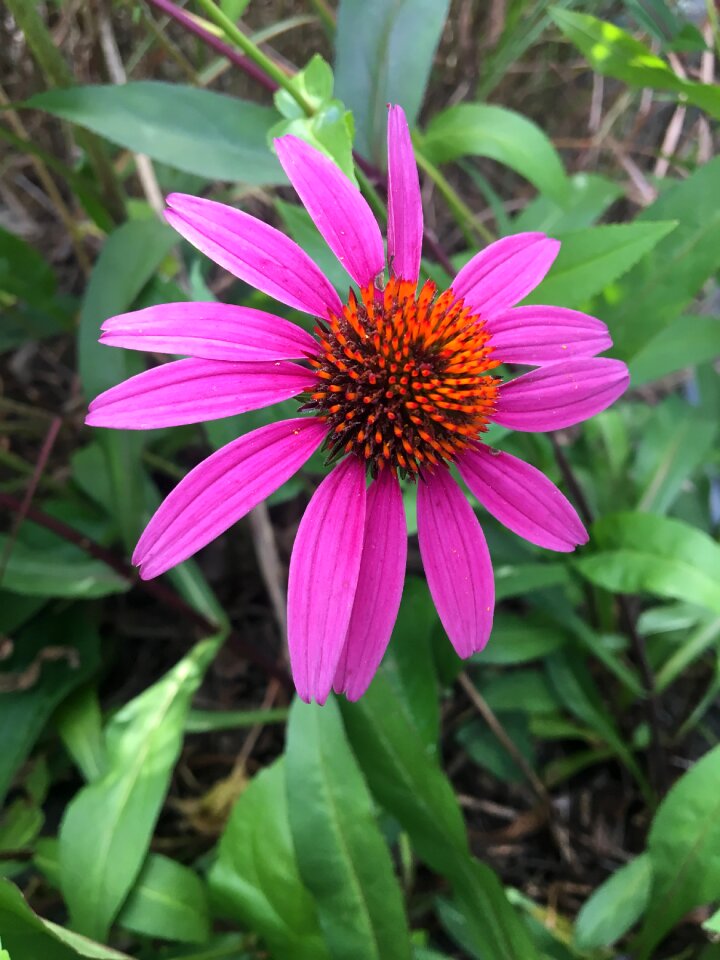 Echinacea purple coneflower