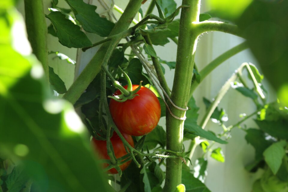 Tomato tomato plant red