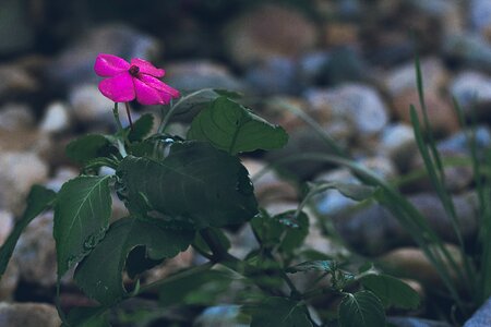 Flower dark rosa