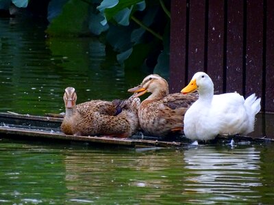 Mirroring duck rest
