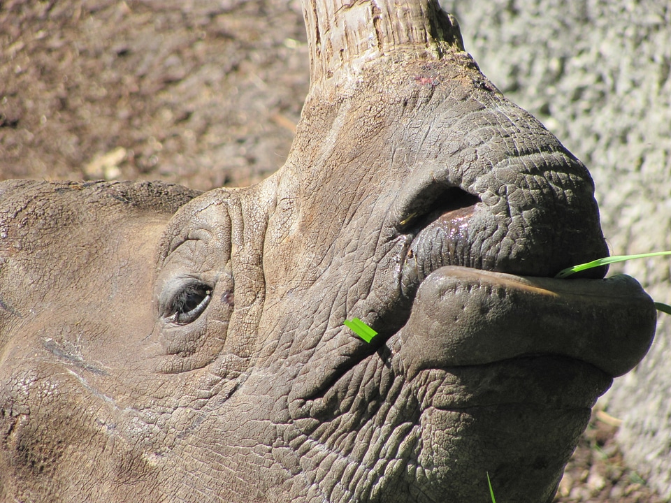 Big five safari africa